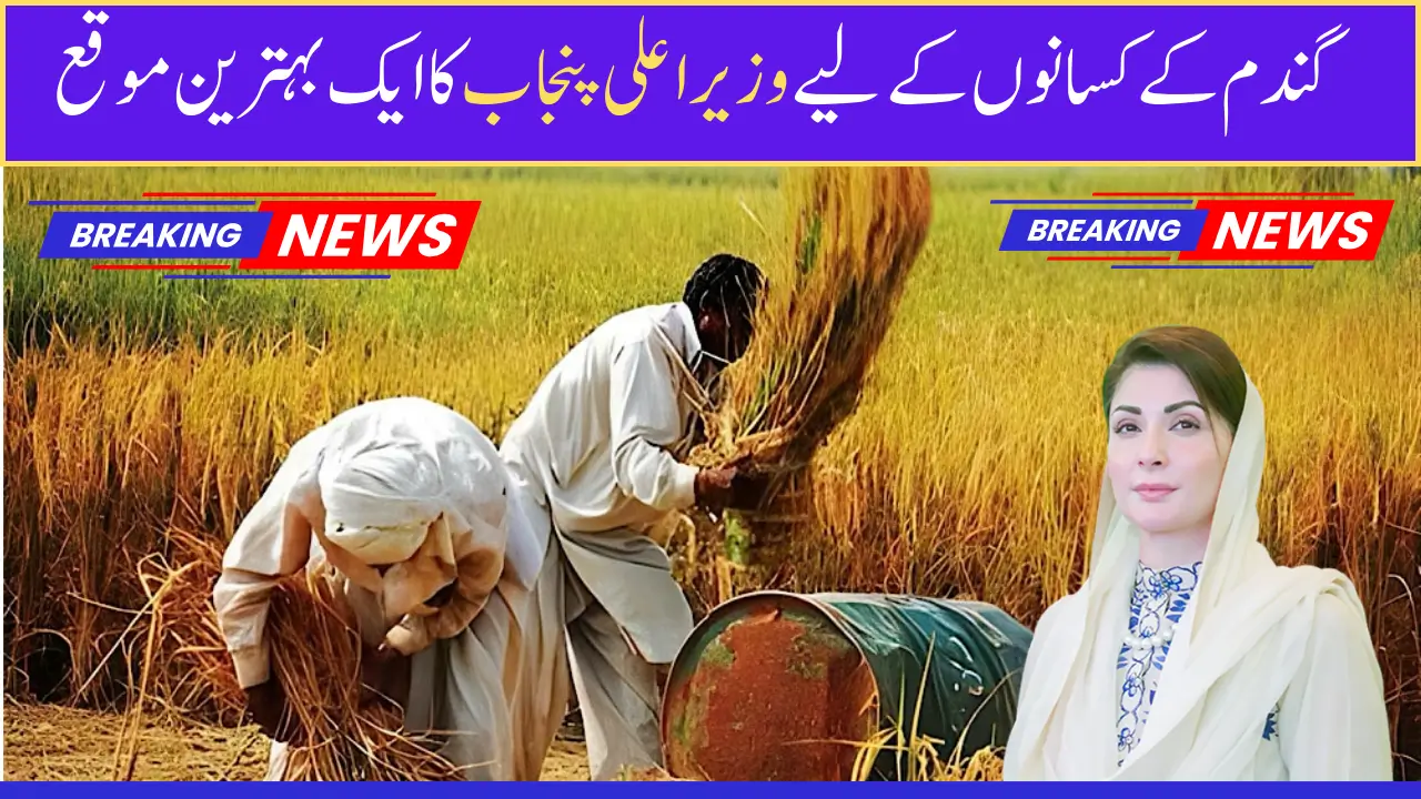 Kisan Card Wheat Support Program 2025 A Great Opportunity for Farmer Brothers