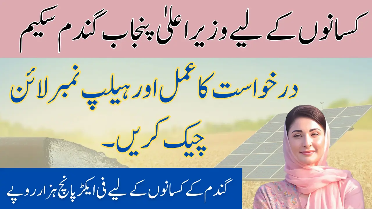 CM Punjab Wheat Scheme for Farmers: Application Process & Check Helpline